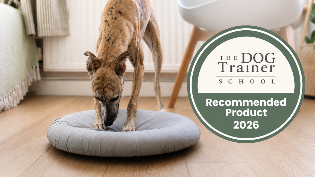DigDrum Put to the Test: What Professional Dog Trainers Really Thought