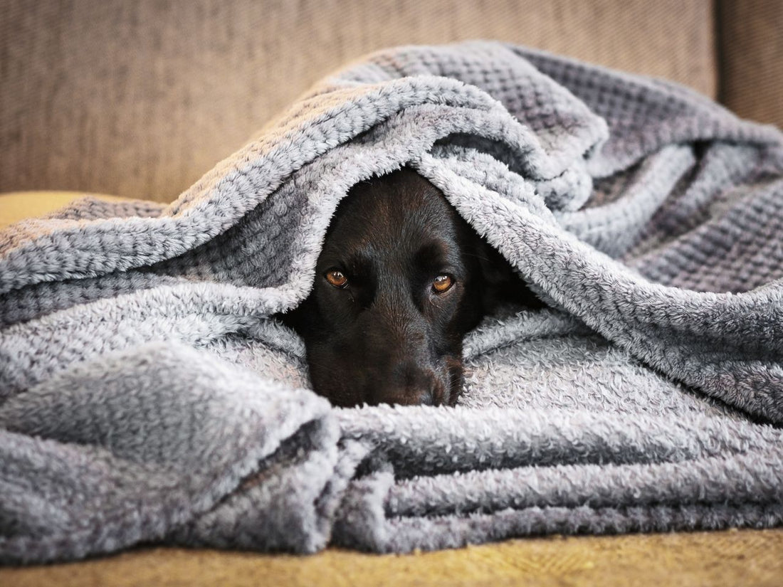 Dogs and Fireworks: 7 Tips for Bonfire Night