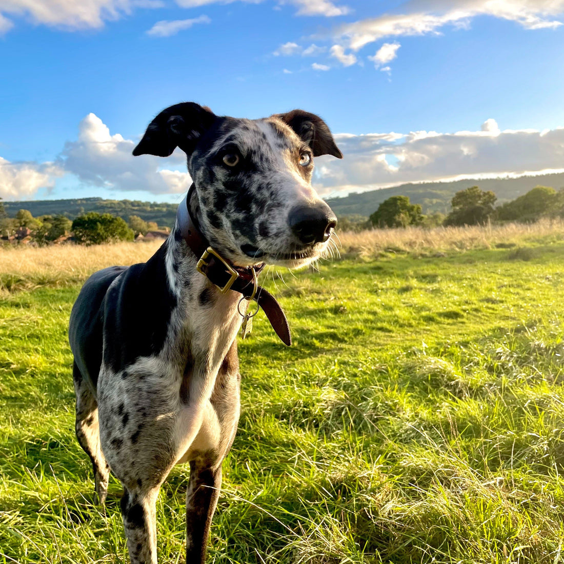 How Vinnie Helped Inspire the DigDrum: A Story of Stress, Sofa Holes & Smarter Play
