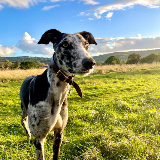 How Vinnie Helped Inspire the DigDrum: A Story of Stress, Sofa Holes & Smarter Play