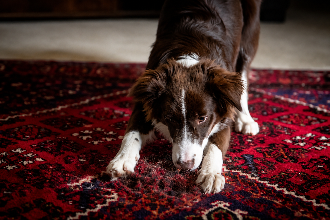 How to Stop Your Dog Digging Indoors