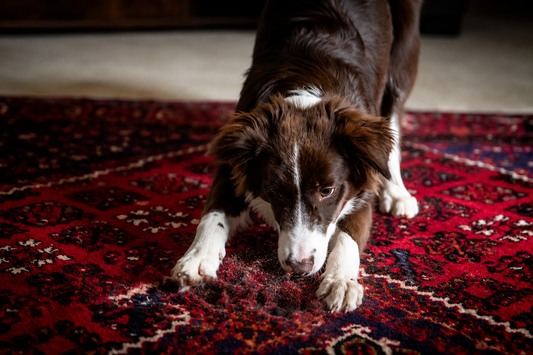 How to Stop Your Dog Digging Indoors