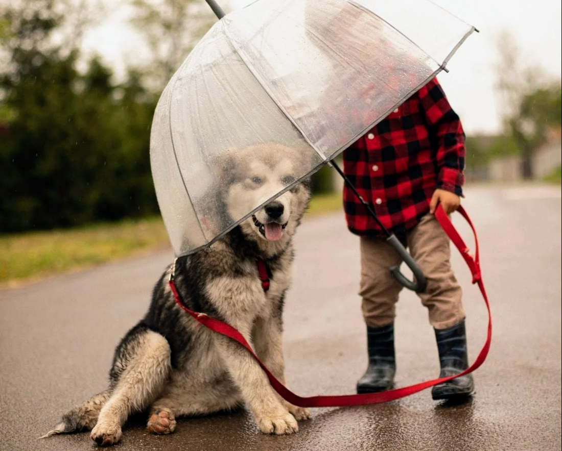 Indoor Dog Activities for Rainy Days: How to Keep Your Dog Happy When the Weather Isn't