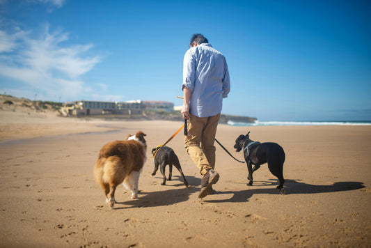 How to Keep Your Dog Entertained While You’re on Holiday