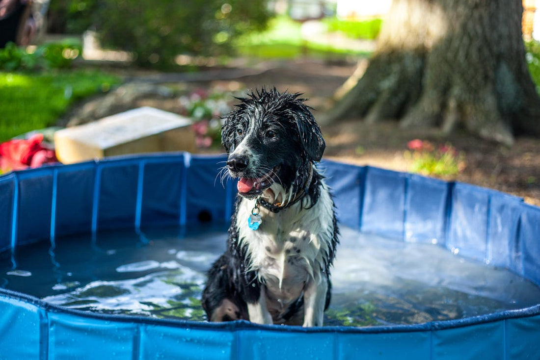 How to Keep Your Dog Happy When It's Too Hot to Walk