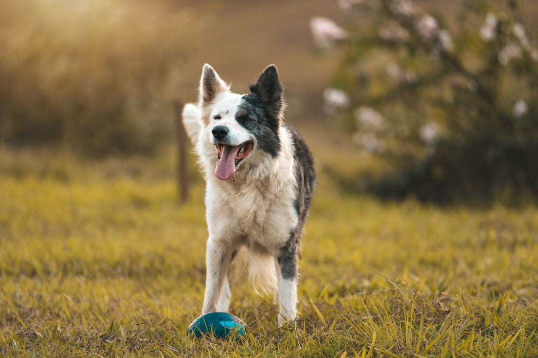 Working Dog Breeds & Why They Need More Stimulation
