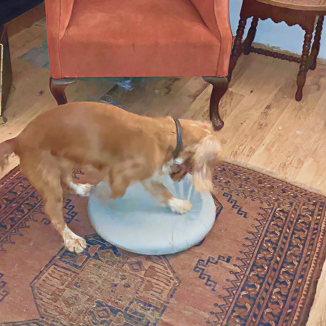 From chaos to calm: the DigDrum saves furniture and satisfies Roo’s digging instincts.