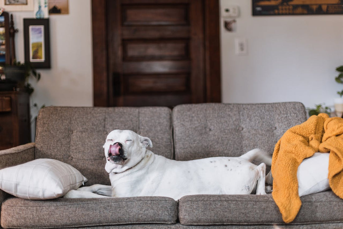 The £1,000 Problem Dog Owners Don’t See Coming