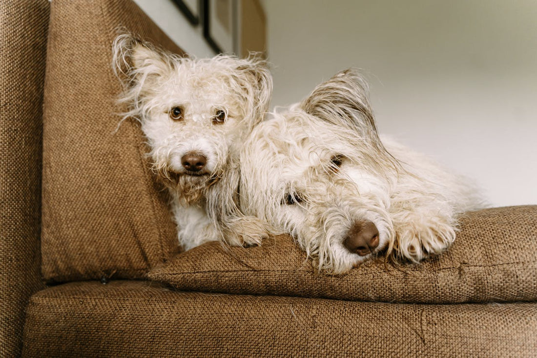 Why Is My Dog Digging the Sofa? (And How to Stop It)