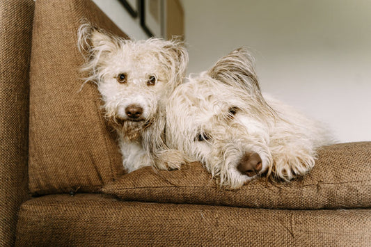 Why Is My Dog Digging the Sofa? (And How to Stop It)