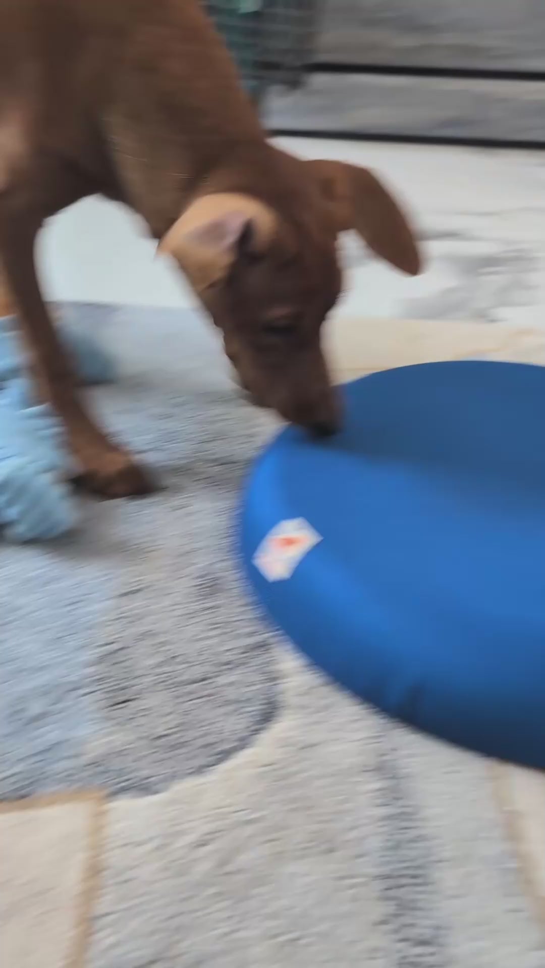 Rosie Pure Bred Red German Pinscher using DigDrum Digging Toy

